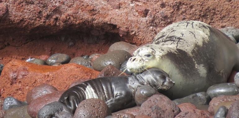 Rancho Texas Lanzarote Park Participates in Monk seal Recovery Pojects