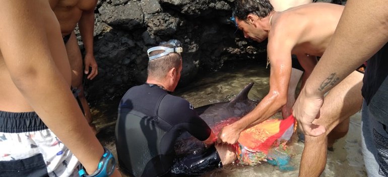 Rescued dolphin dies