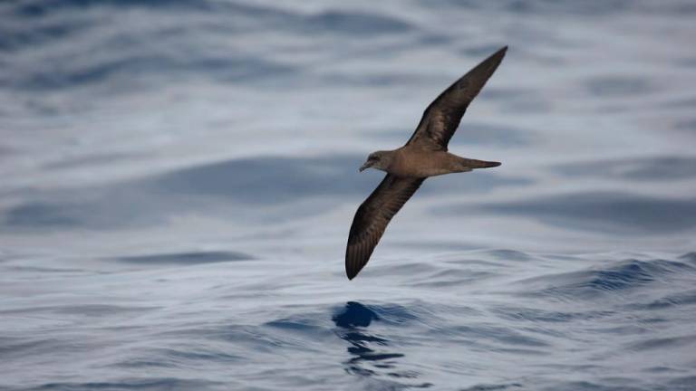 The Petrels of the Canary Islands travel more than 1,800 kilometers to feed
