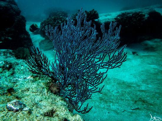 Black coral