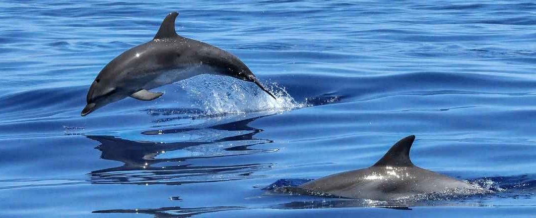 Dolphin Tours Lanzarote