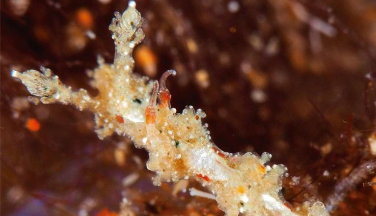 New Marine Species Found in Puerto del Carmen