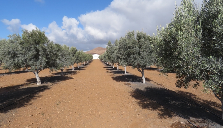 The Lanzarote Olive Grove Project