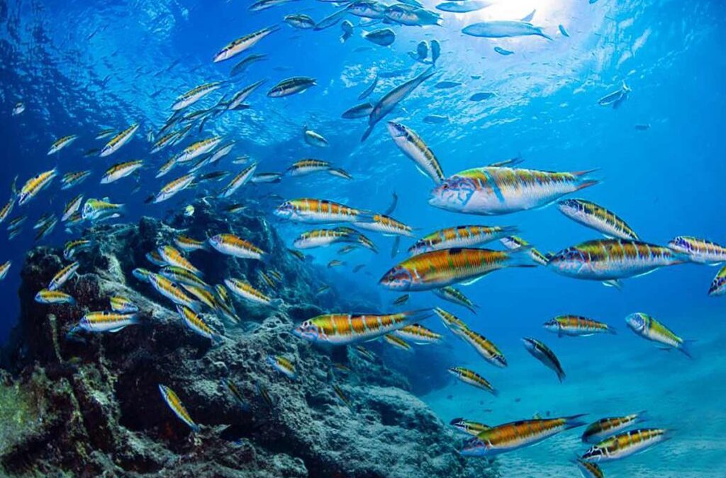 Try Scuba Dive