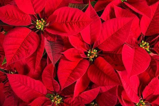 Poinsettias – A must have Christmas Decoration
