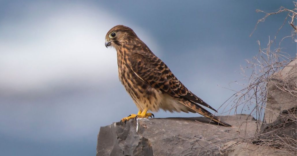Kestrels in Famara Lanzarote