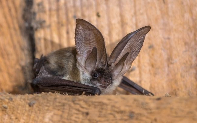 Canary Long Eared Bat