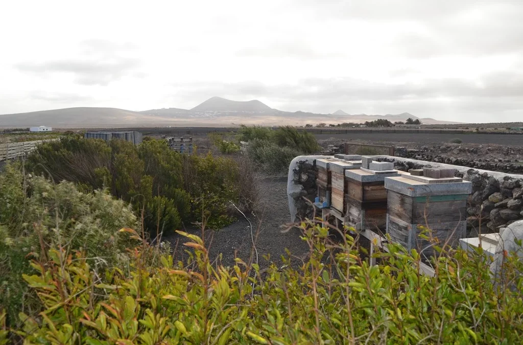 Black bees Lanzarote