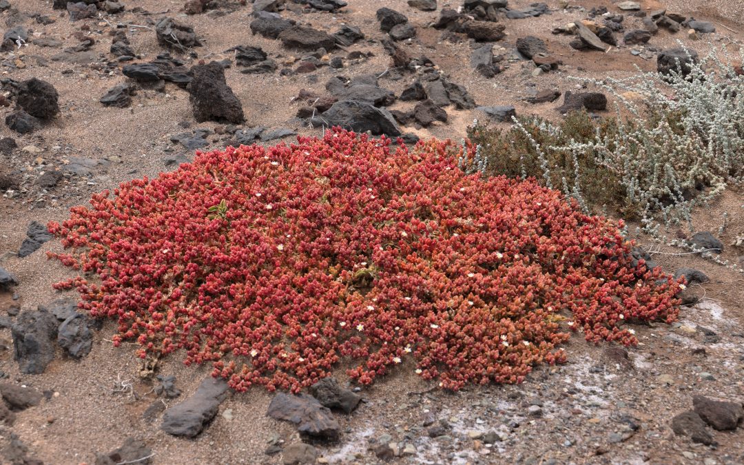 cosco plant Lanzarote