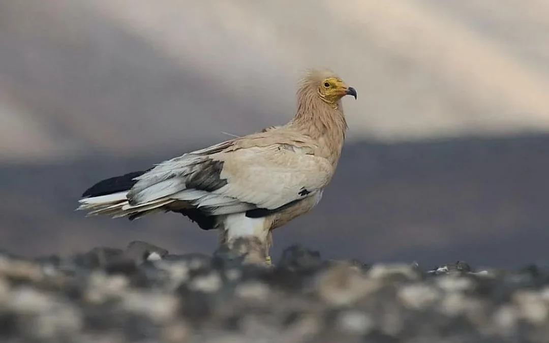 Vultures breeding in Lanzarote